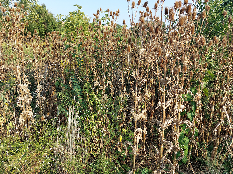 NEIU native preserve