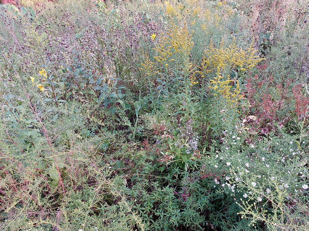 NEIU native preserve