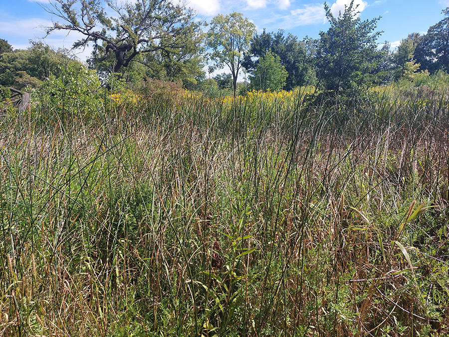 Humboldt Park