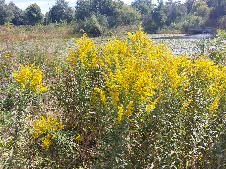 Humboldt Park