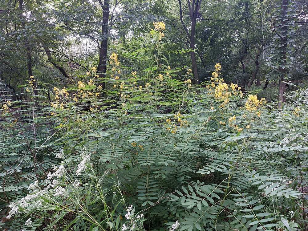 Walking Stick Woods